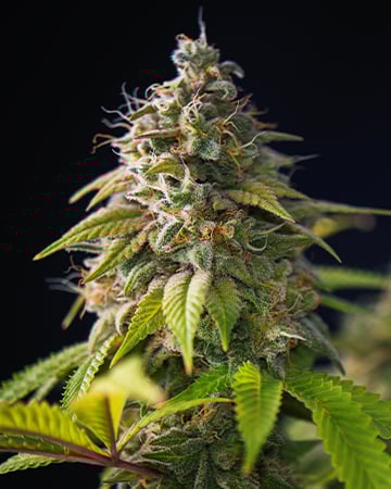 Buy Blueberry Skunk