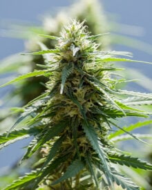 Buy Raspberry Cough Auto
