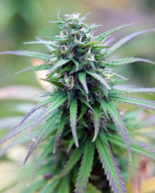 Buy Tangerine Haze Auto