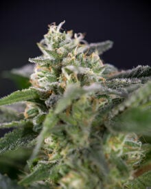 Buy Violator Kush Auto