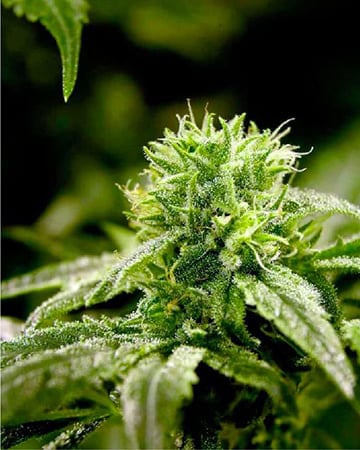 Buy Ghost OG