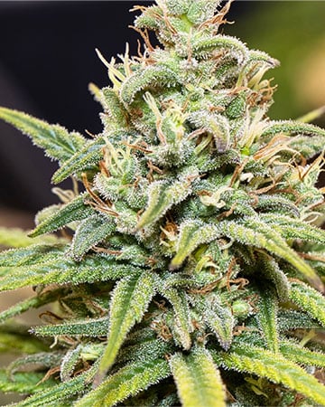 Buy Hawaiian Haze