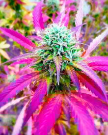 Buy Kong Feminized Cannabis Seeds