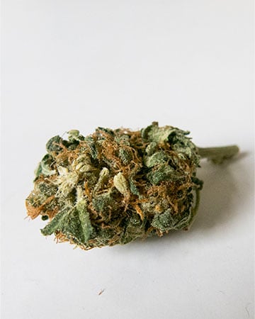 Buy Sensi Star