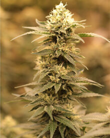 Buy Hawaiian Haze