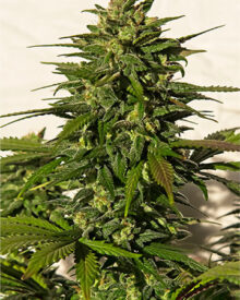 Buy Sensi Star