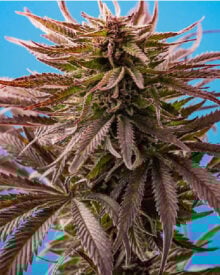 Buy King Louis XIII