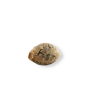 Diamond OG Auto-Flowering Feminized Cannabis Seeds on sale