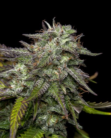 Buy Bubba OG
