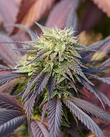 Buy Jedi Kush Auto