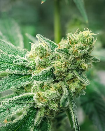 Buy White Buffalo Auto