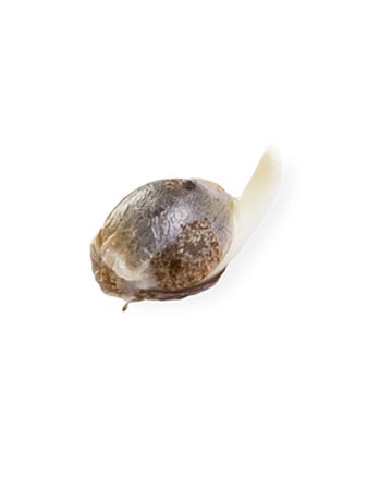 try Golden Pineapple Feminized Cannabis Seed