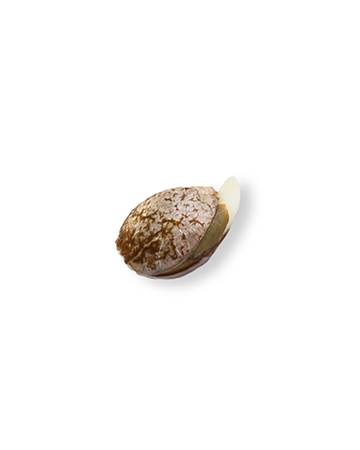 shop Kryptonite Auto-Flowering Feminized Cannabis Seeds