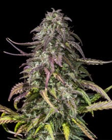 Buy Bubba OG