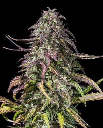 Buy Bubba OG