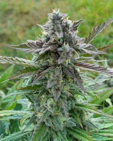 Shop-Premium-Cadillac-Purple-Cannabis-Seeds