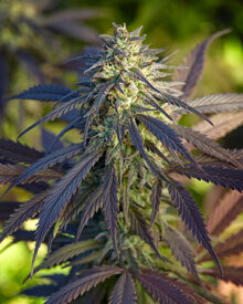 Buy Jedi Kush Auto