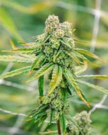 Buy White Buffalo Auto