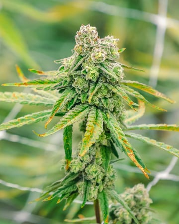 Buy White Buffalo Auto