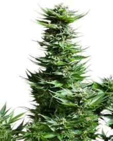 Buy Golden Pineapple Seeds