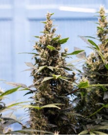 Buy Hippie Crippler Feminized Cannabis Seed