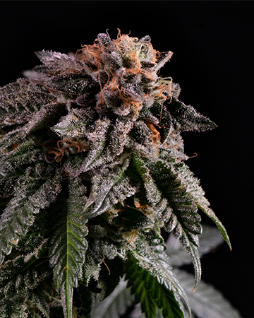 Buy Bubble Berry Seeds