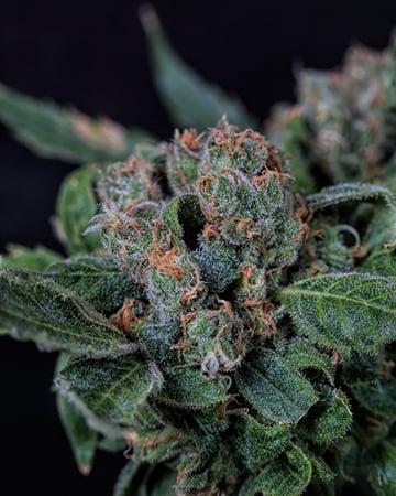 Buy Death Star OG Auto