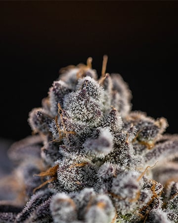 Buy Deep Purple Auto