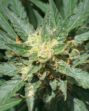 Buy Jesus OG Auto
