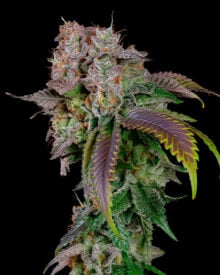 Buy Bubble Berry Seeds