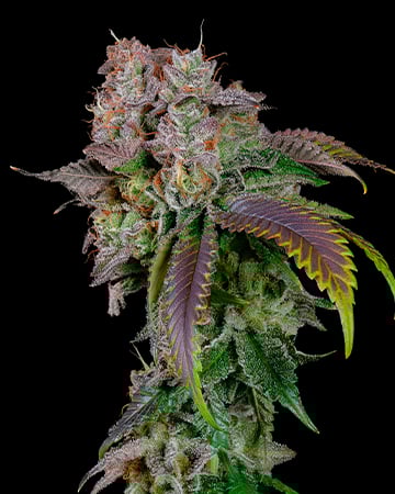 Buy Bubble Berry Seeds