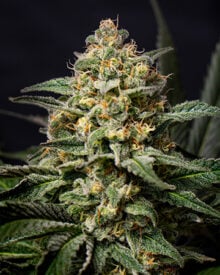 Buy Candy Jack Feminized Cannabis Seeds