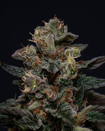 Buy Death Star OG Auto