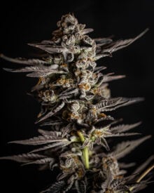 Buy Deep Purple Auto