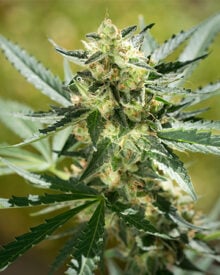 Buy Jesus OG Auto