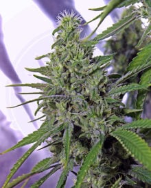 Buy White Lightning Auto