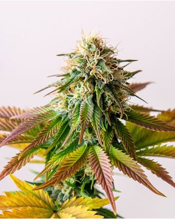 Buy King Louis XIII