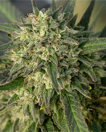 Buy Pineapple Haze