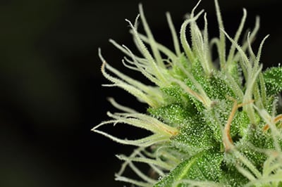 pistils in a marijuana plant