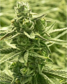 Buy Pineapple Haze