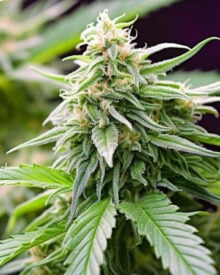 Buy Diamond OG Auto