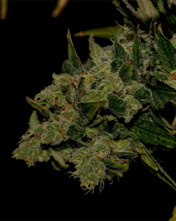 Buy Bubblegum Kush