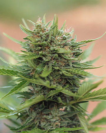 Buy Canna-Tsu Kush