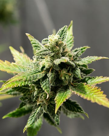 Buy Diamond OG Auto