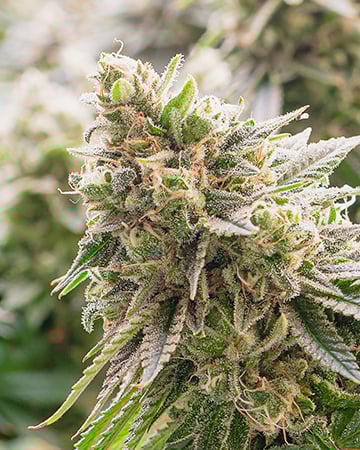 Buy Ripped Bubba Auto