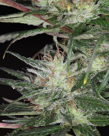 Buy White Rhino Auto