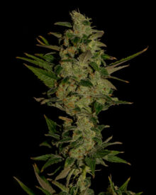 Buy Bubblegum Kush
