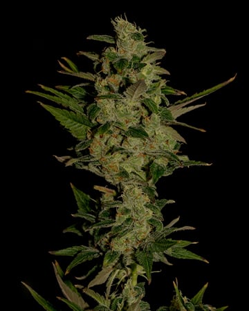 Buy Bubblegum Kush