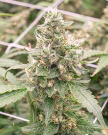Buy Ripped Bubba Auto