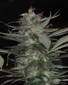 Buy White Rhino Auto